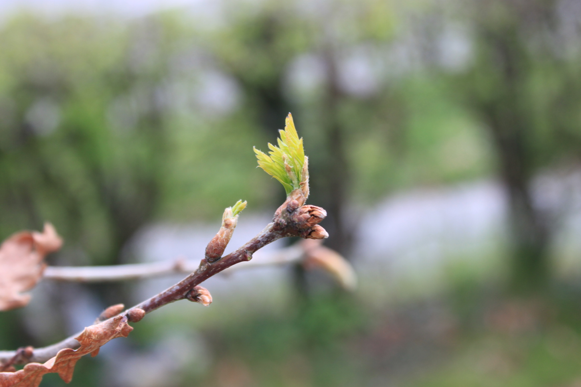 Sessile oak budburst which is too late 