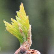 Sessile oak budburst which is too late 