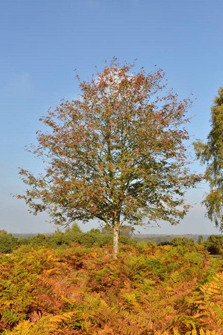 Photo of rowan in autumn