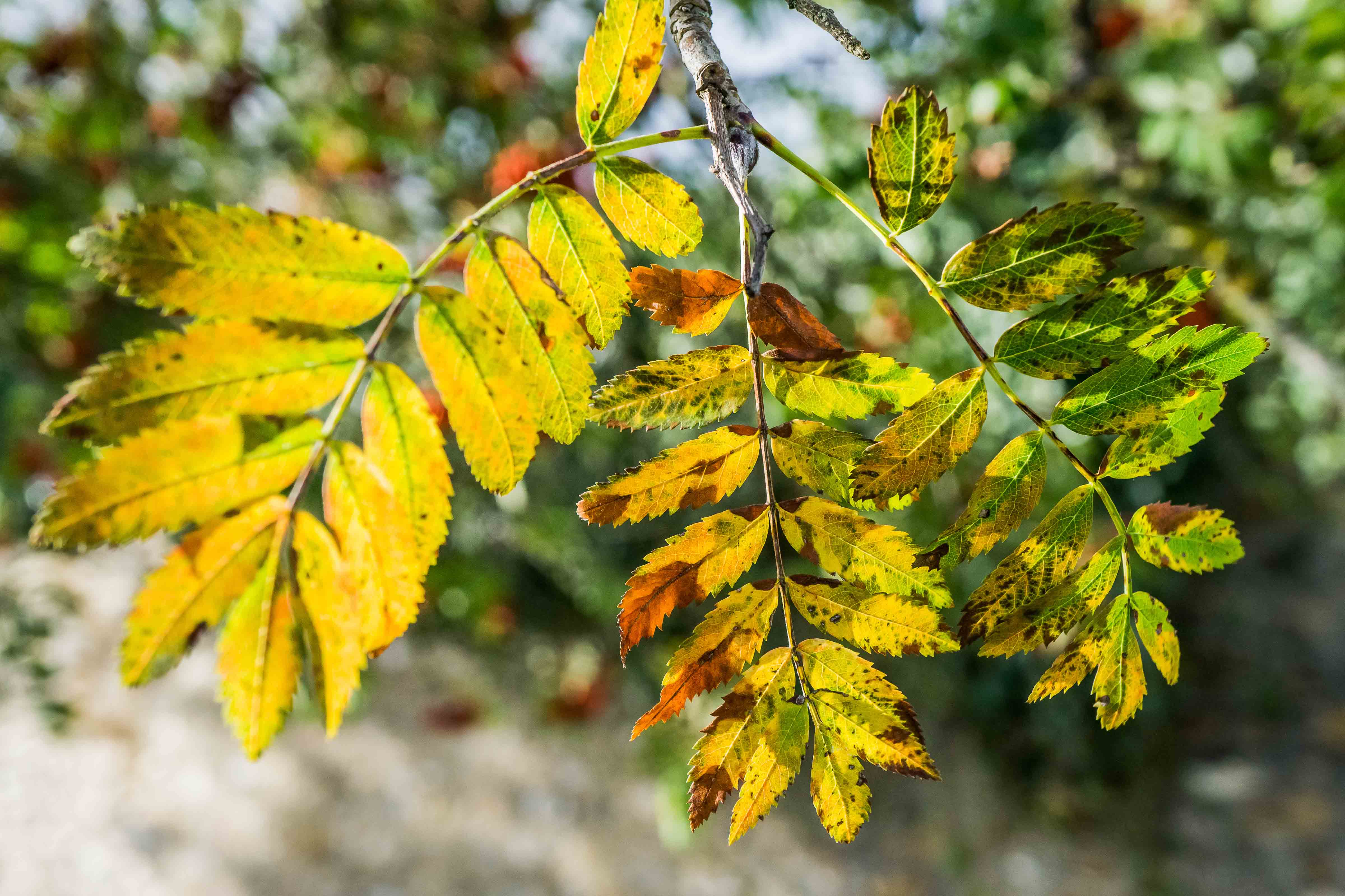 Yellow leaves on rowan branch