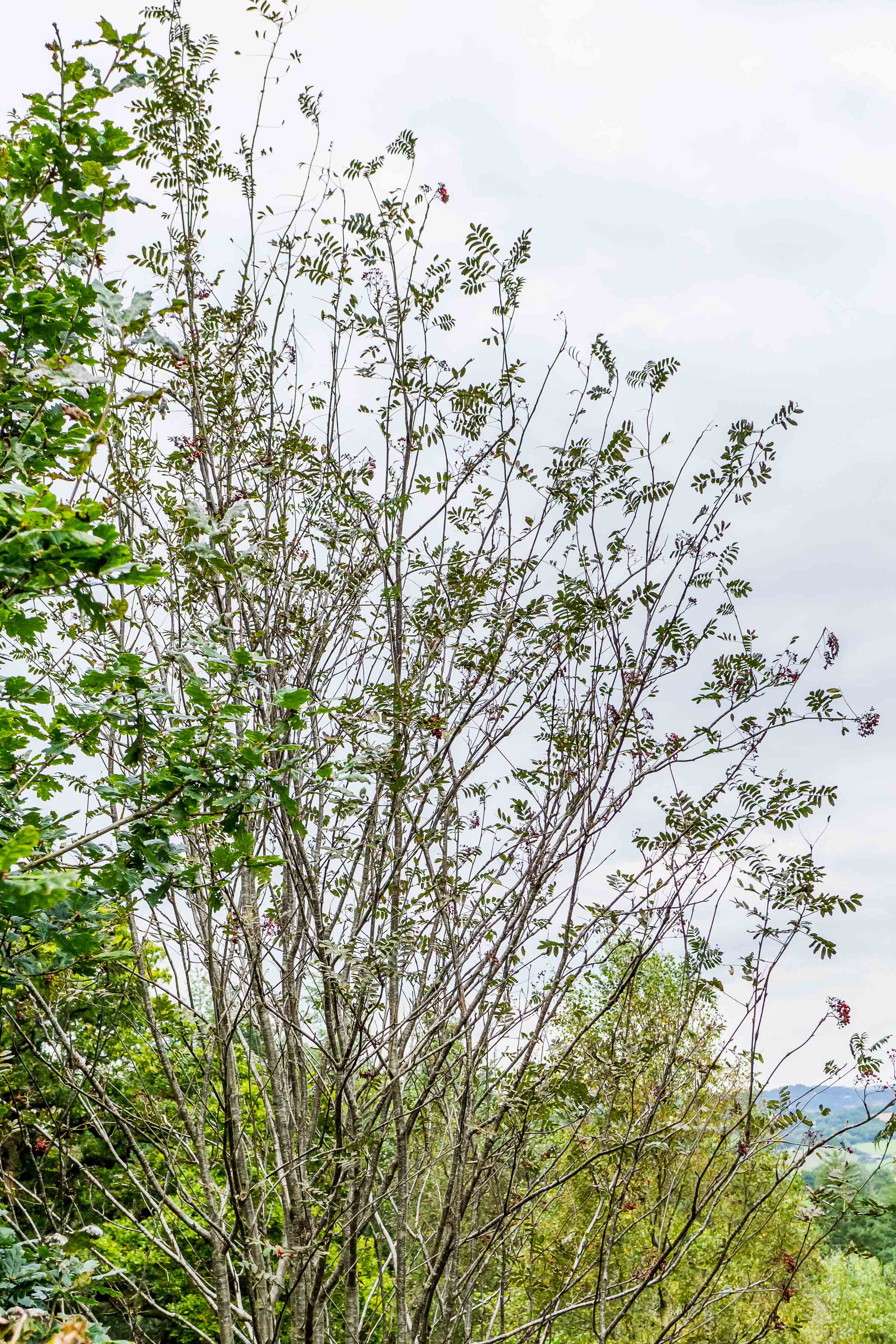 Leaves falling on a rowan 