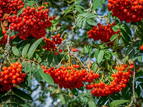 Red berries on rowan tree