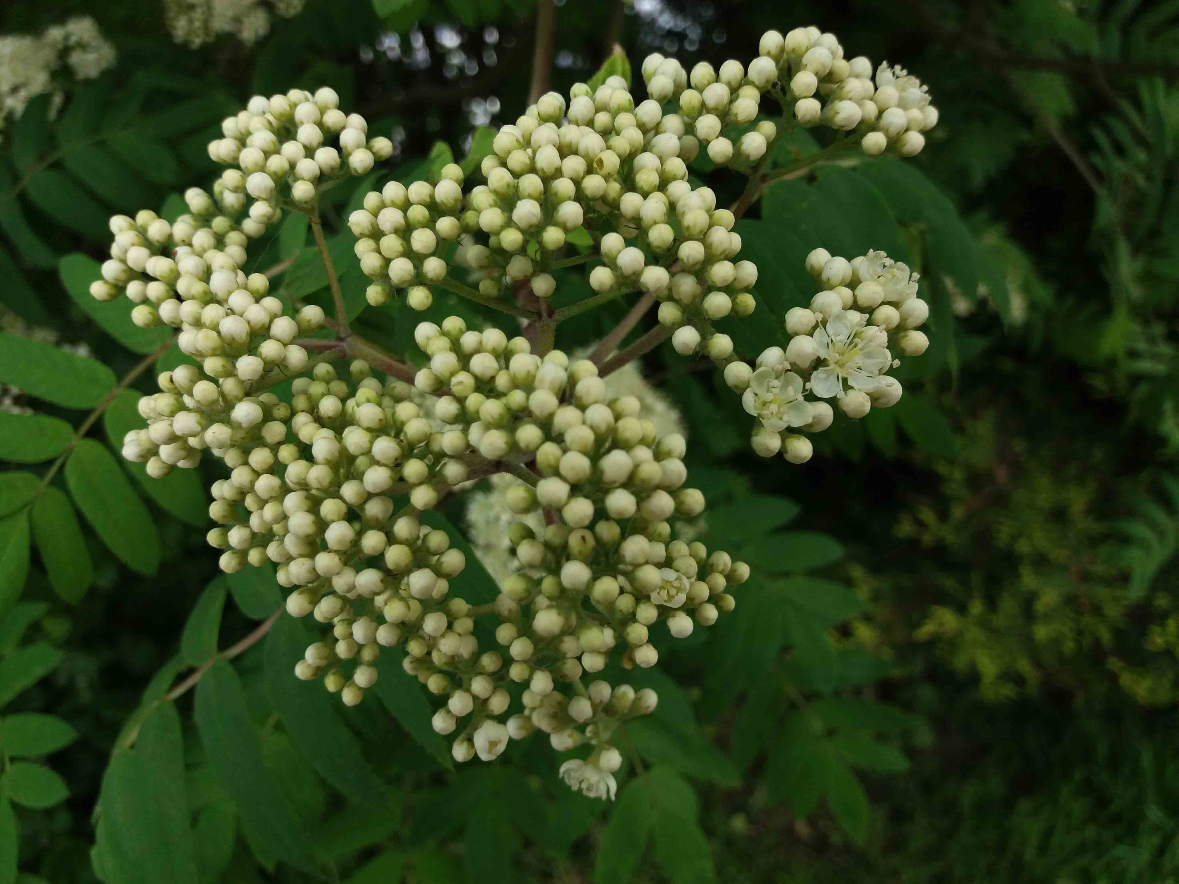 Rowan first flowering 
