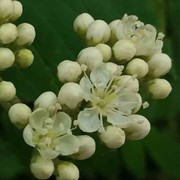 Rowan - First flowering