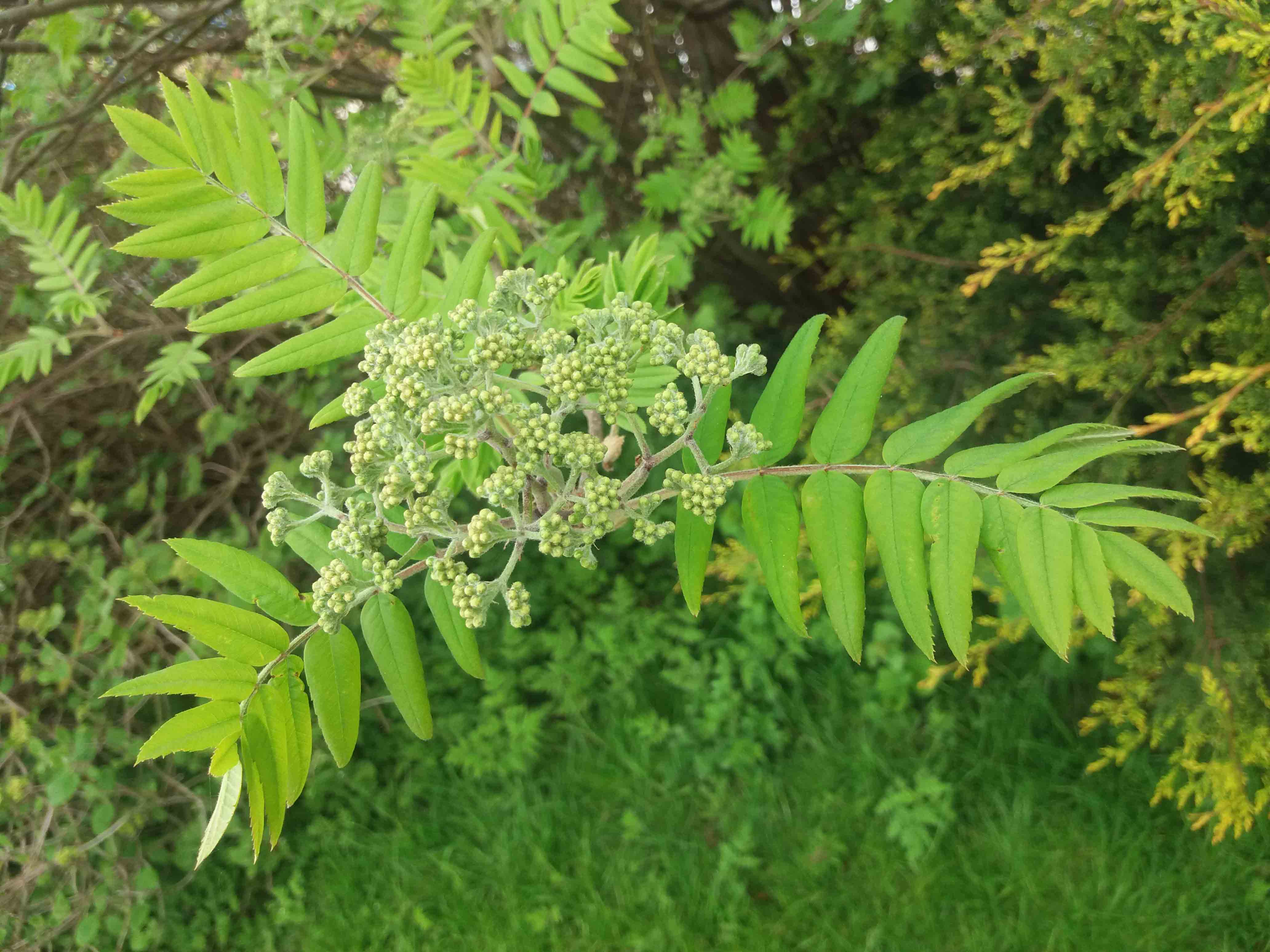 Rowan first flowering too early 