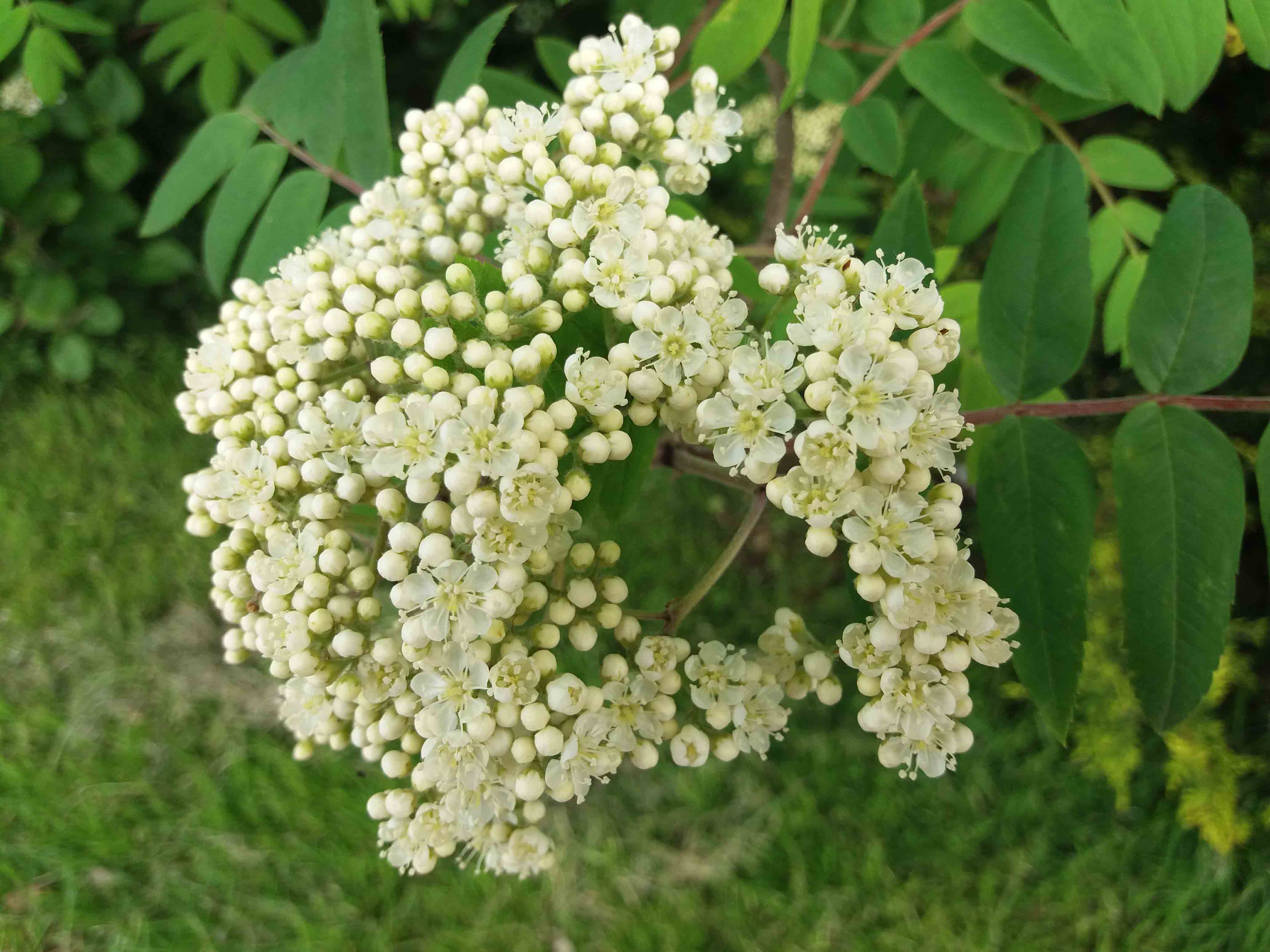Rowan first flowering too late 