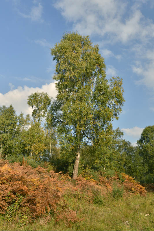 Photo of silver birch in autumn