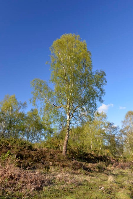 Photo of silver birch in spring