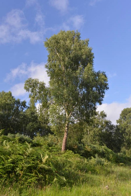 Photo of silver birch in summer