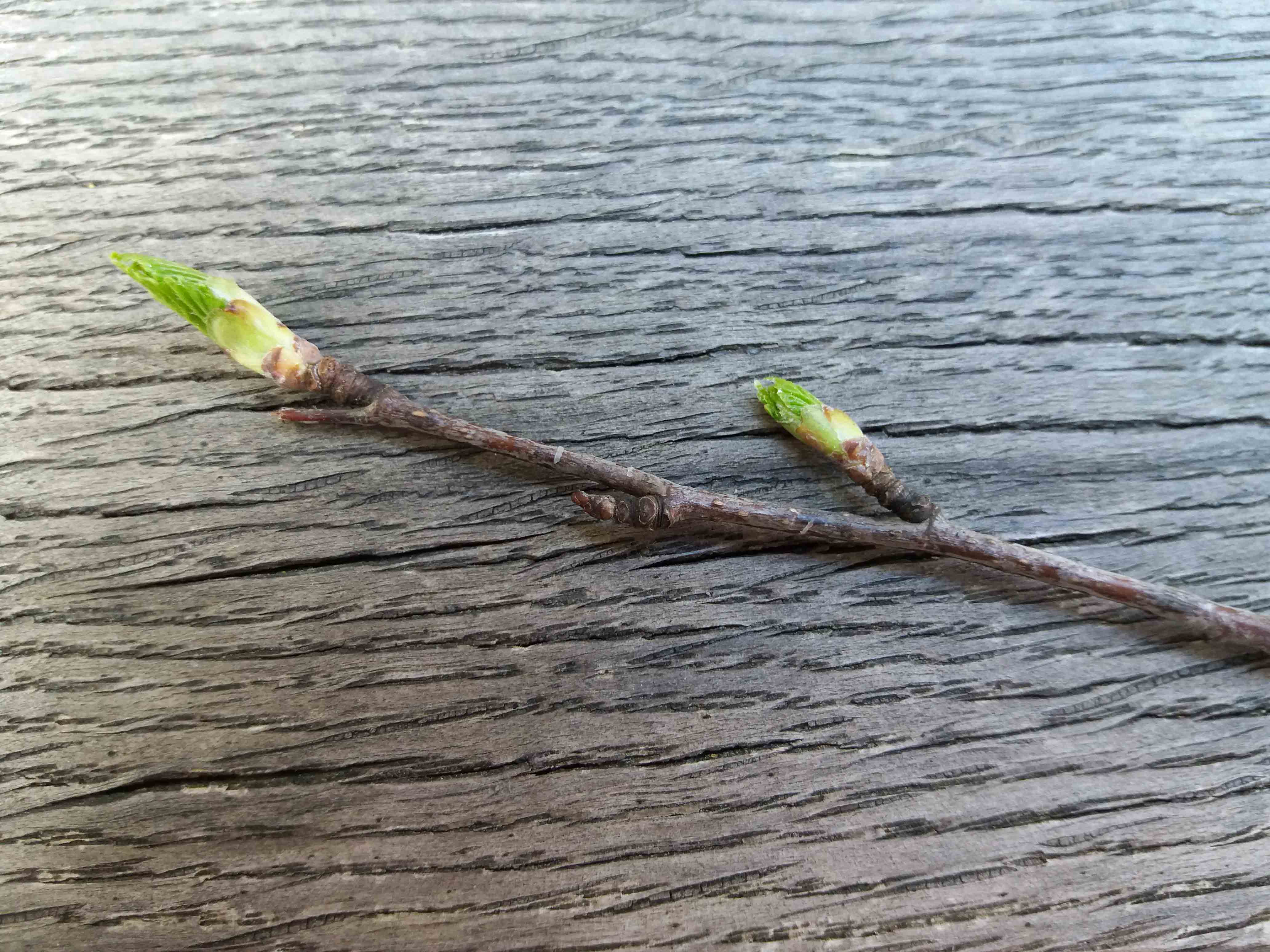 Silver birch budburst 