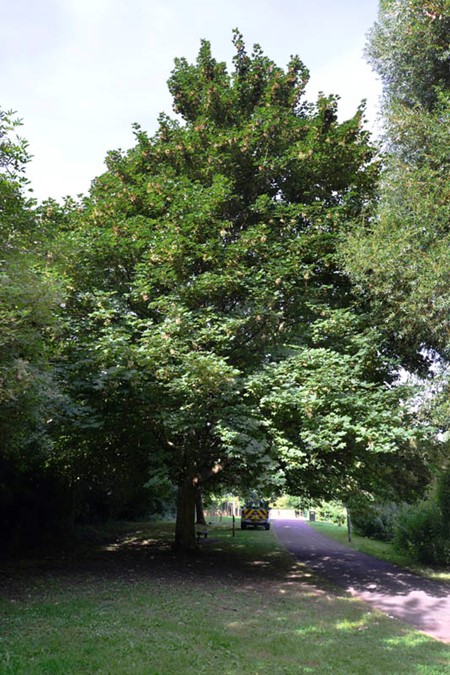 Photo of sycamore in summer