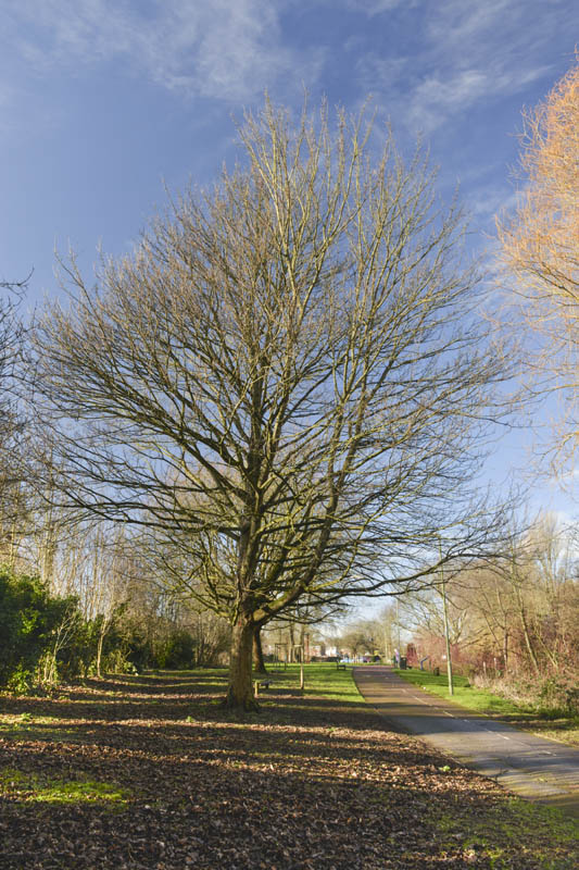 Photo of sycamore in winter
