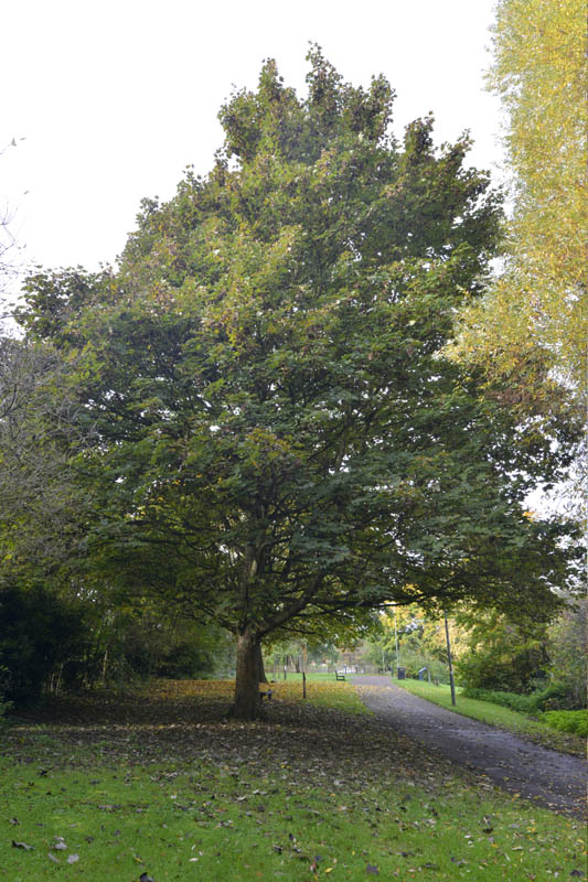 Photo of sycamore in autumn