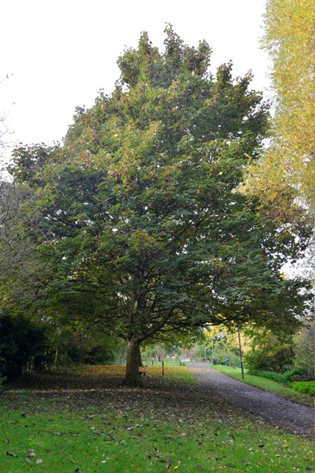 Photo of sycamore in autumn