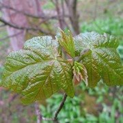 First leaf