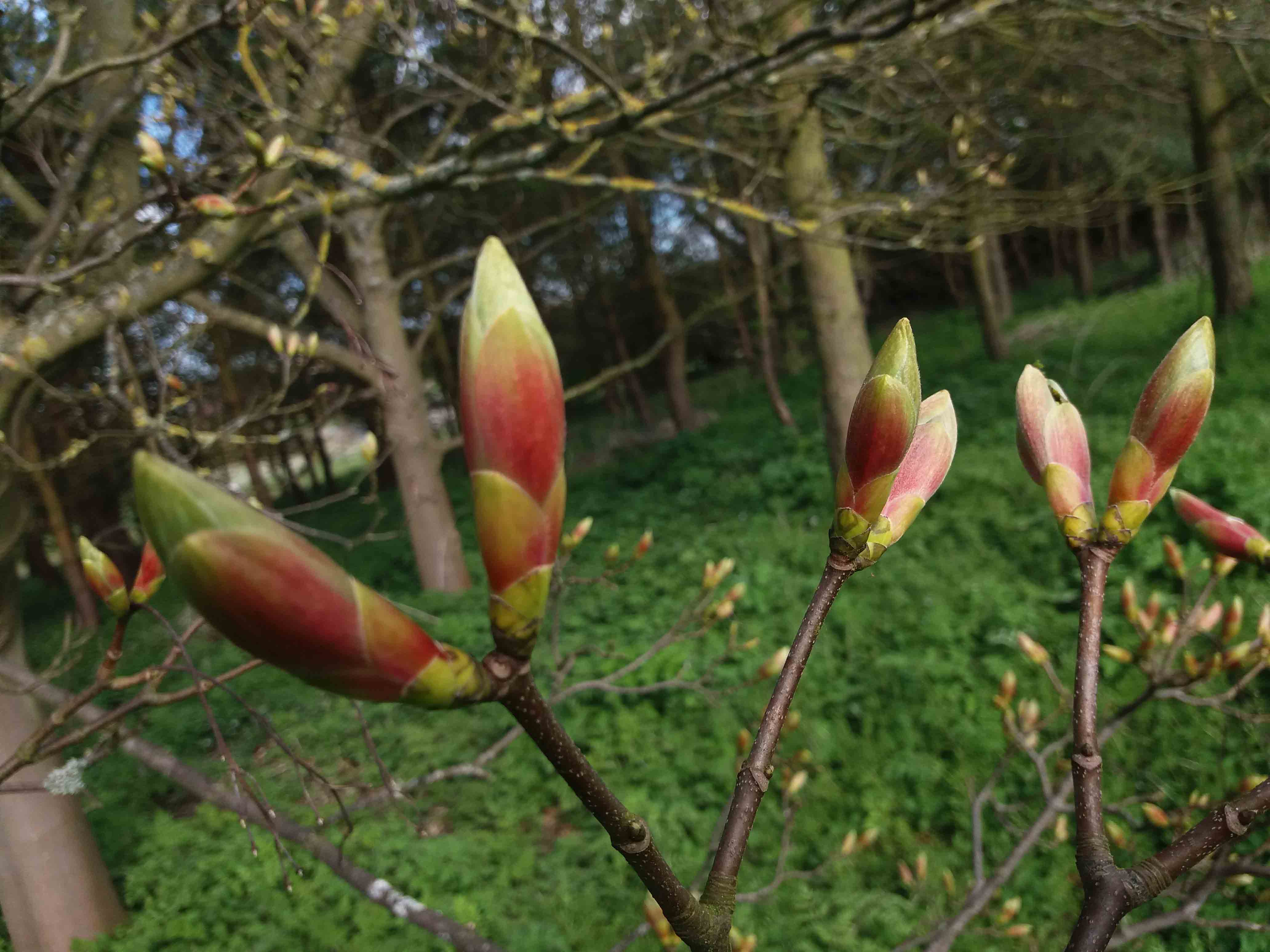 Sycamore budburst too early 