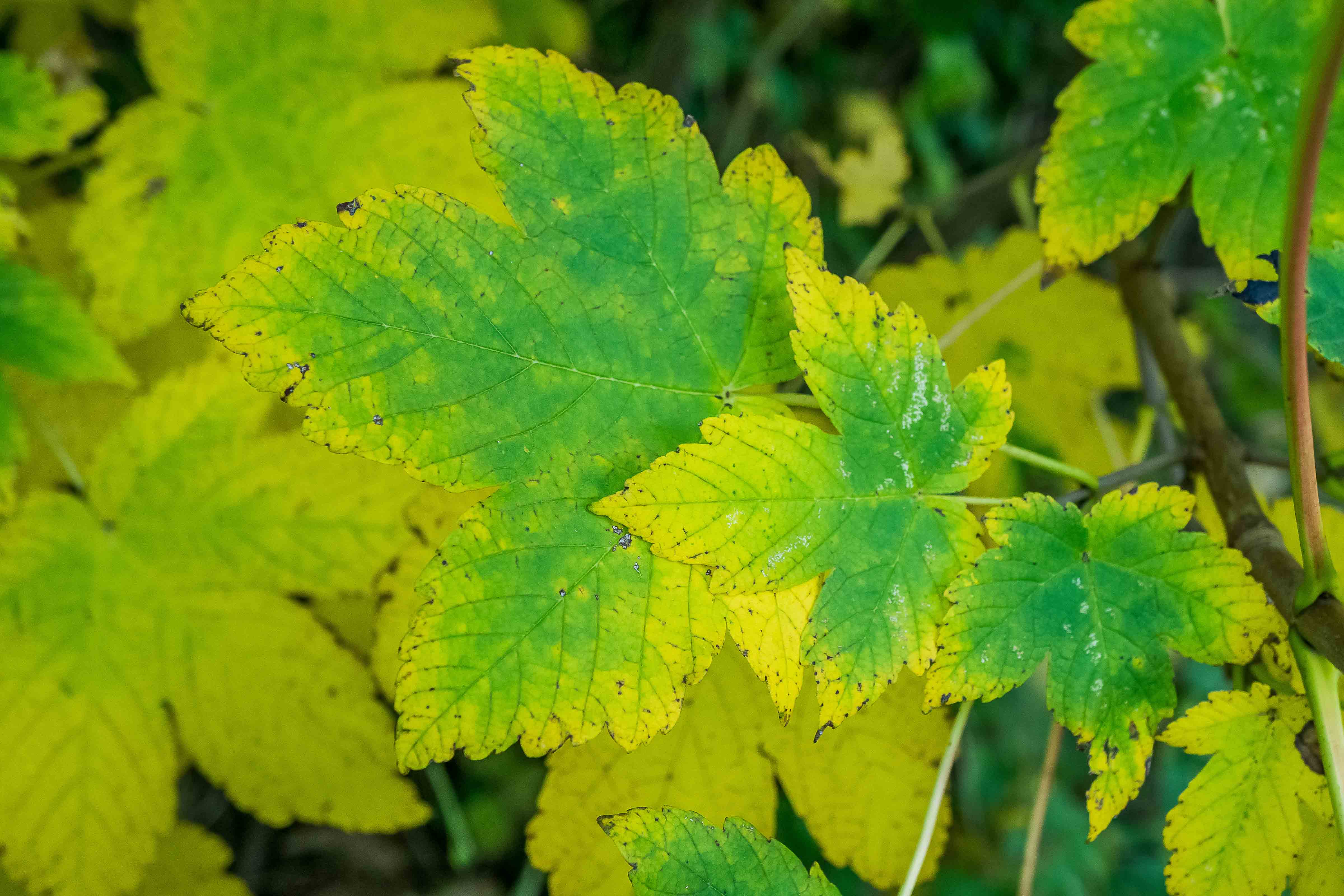 Sycamore leaves turning from green to yellow