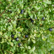 Blackthorn - Amount of fruit