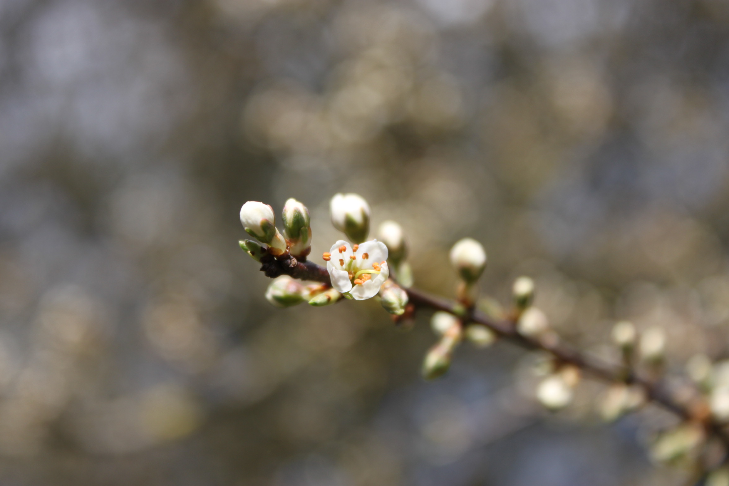 Blackthorn branch with flowers