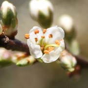 Blackthorn - First flowering