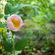 Dog rose - First flowering