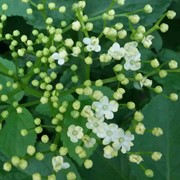 Elder - First flowering