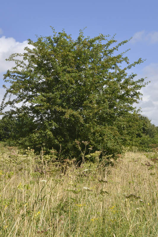 Photo of hawthorn in summer