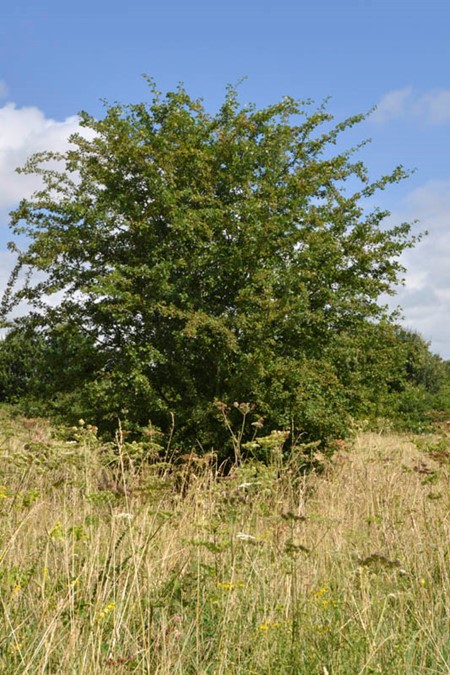 Photo of hawthorn in summer