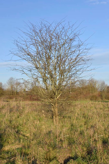 Photo of hawthorn in winter