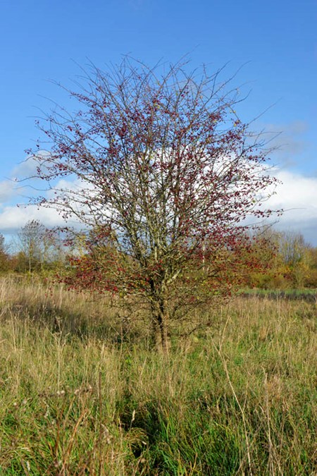 Photo of hawthorn in autumn