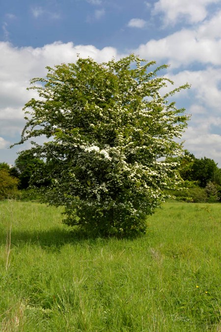 Photo of hawthorn in spring