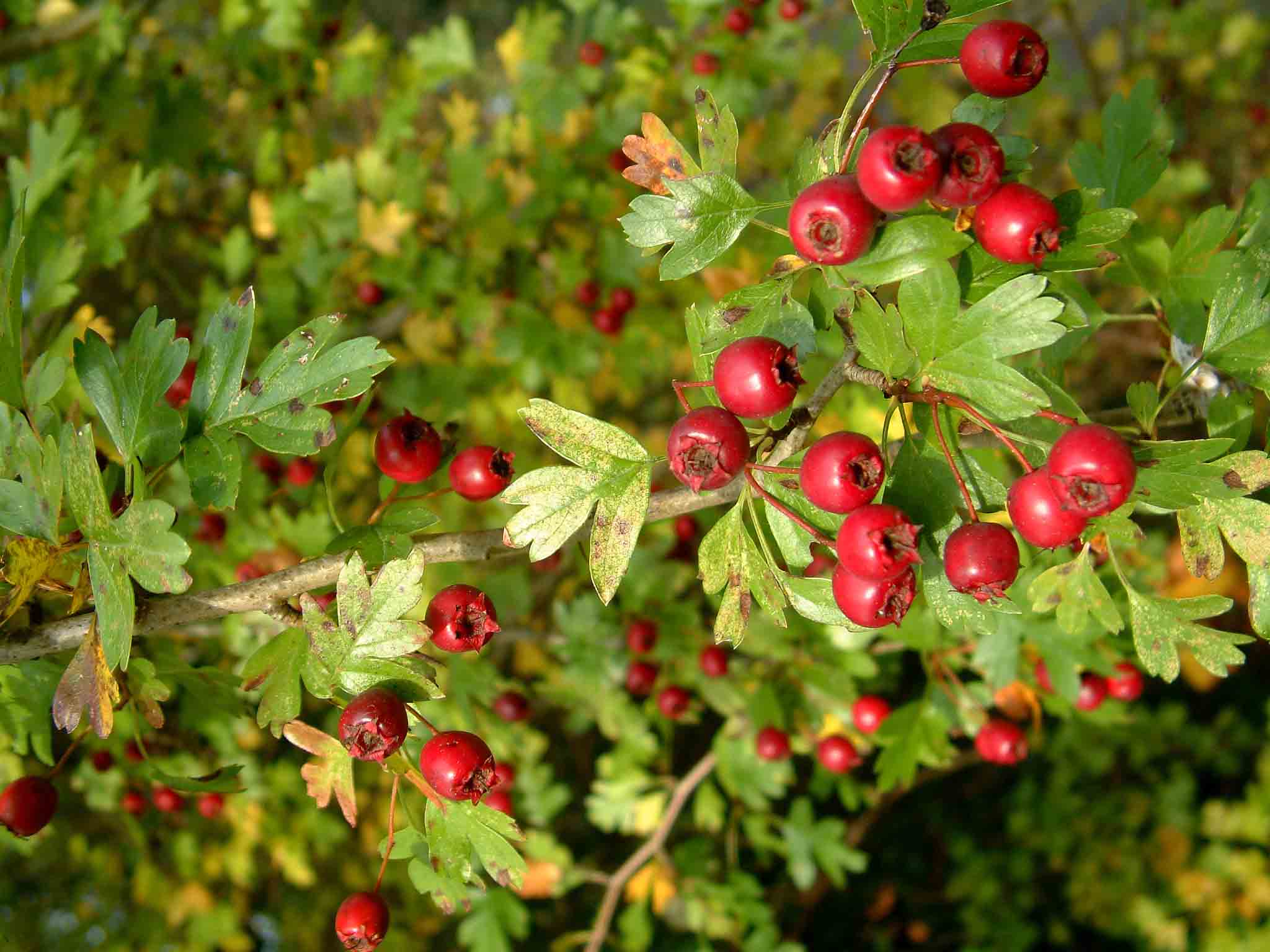 Hawthorn