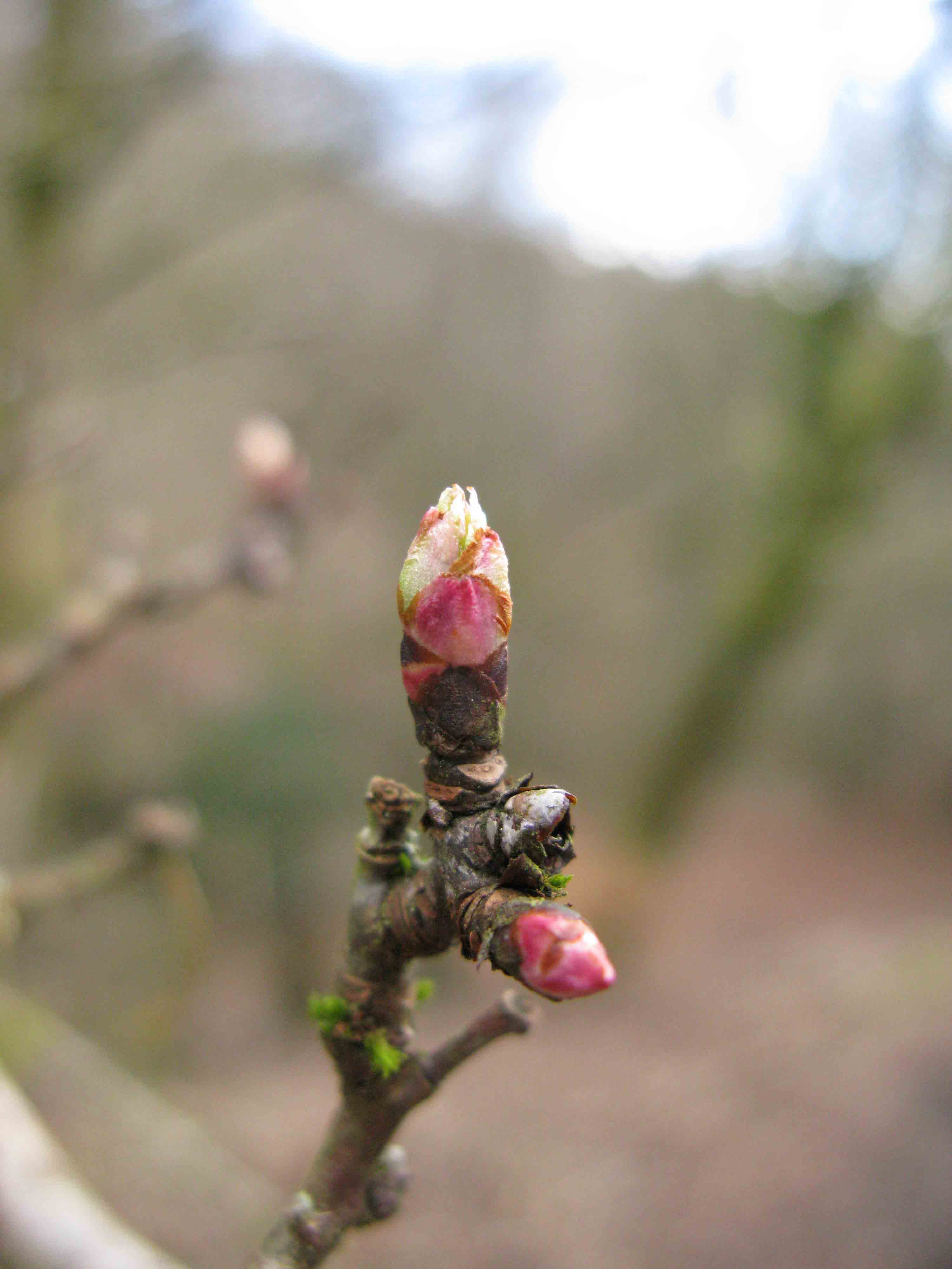 Budburst