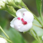 Hawthorn - First flowering