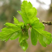 Hawthorn - First leaf
