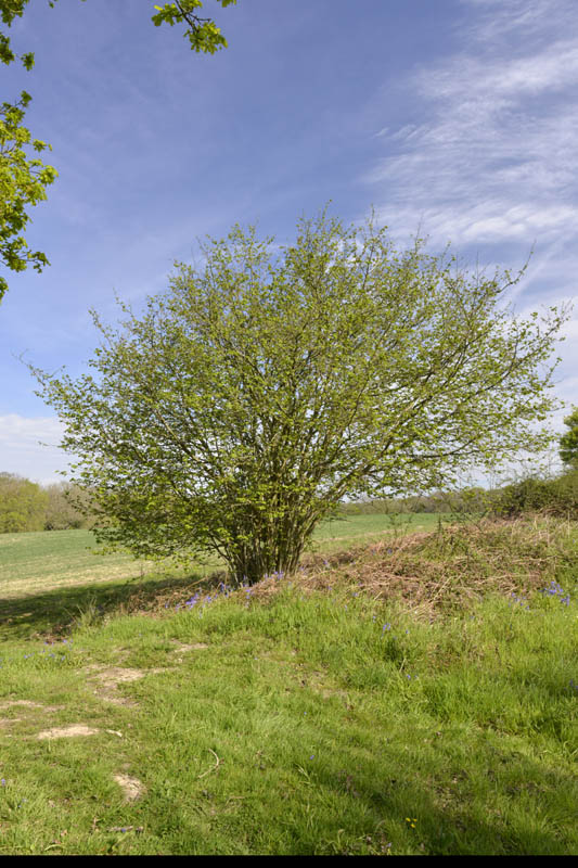 Photo of hazel in spring