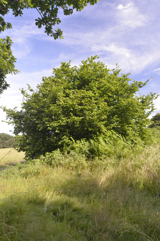 Photo of hazel in summer