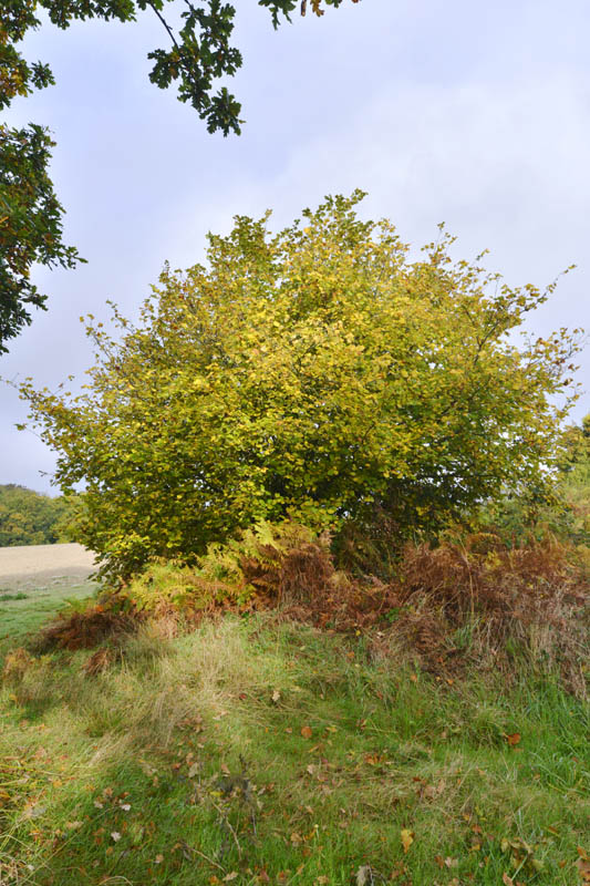 Photo of hazel in autumn