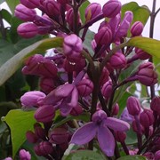 Lilac (purple) - First flowering