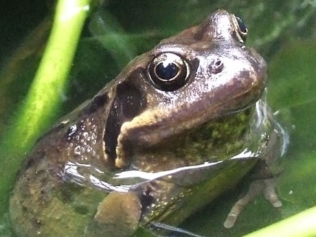 Photograph of common frog