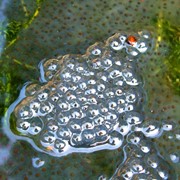 Common Frog - Spawn first seen