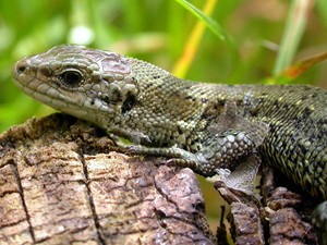 Not to be confused with - Common lizard