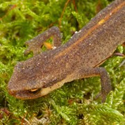Newts - First recorded