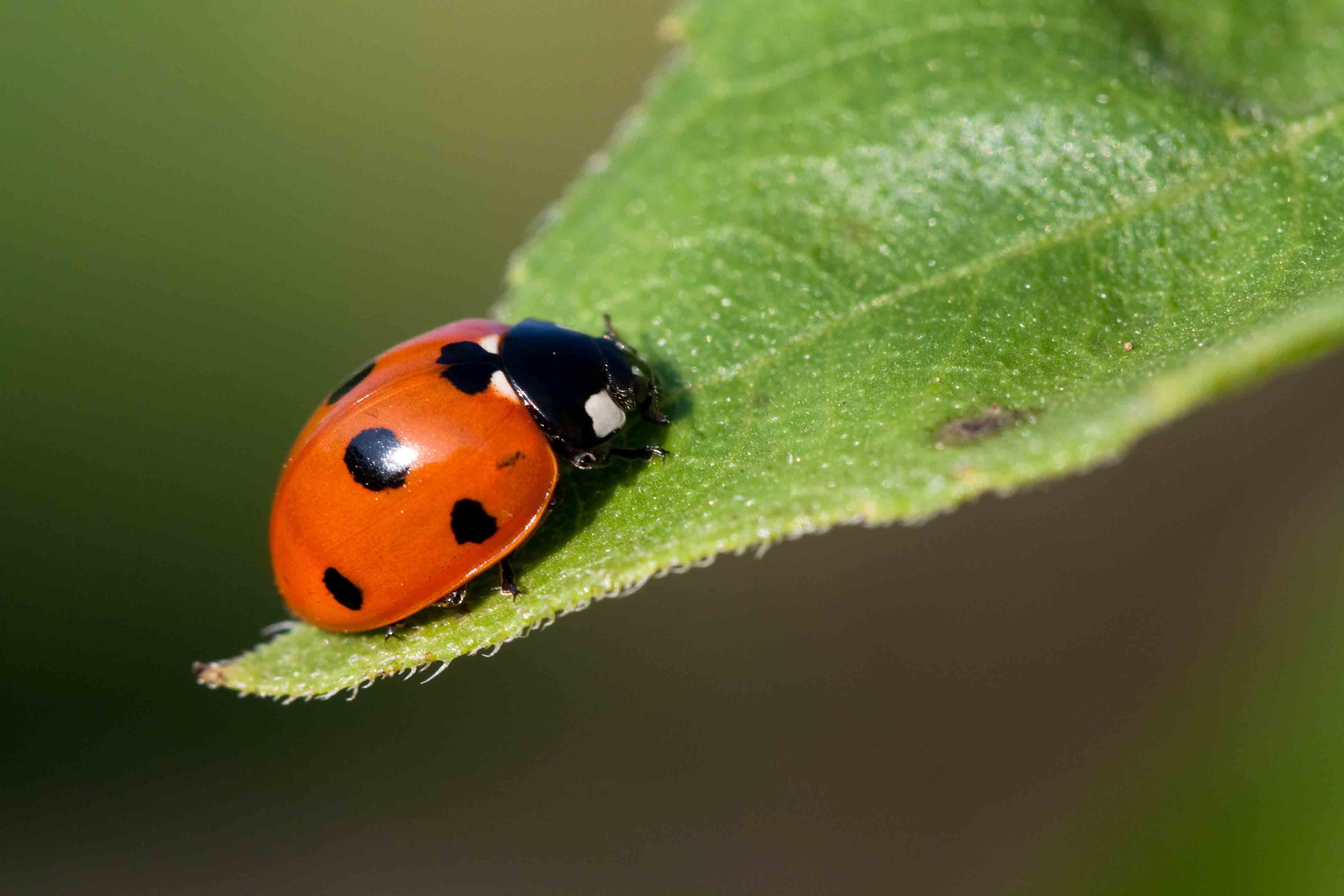 7 spot ladybird sat on a leaf
