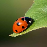 Ladybird (7 spot)