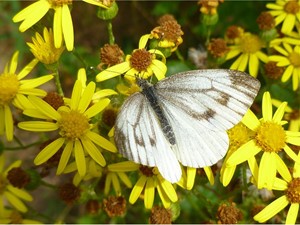 Not to be confused with - Green-veined white