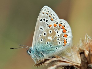 Not to be confused with - Common blue