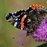 Red admiral