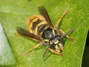 Not to be confused with - Wasp (worker)