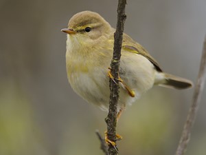 Not to be confused with - Willow warbler